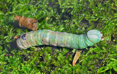 Fototapeta premium Caterpillar on moss 1
