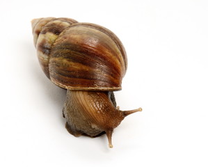 Snail isolated on white background