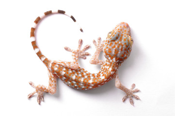 Gecko climbing isolated - obrazy, fototapety, plakaty