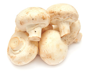 Champignon mushroom