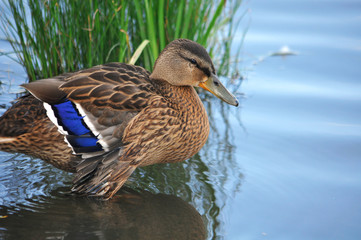 Wild duck