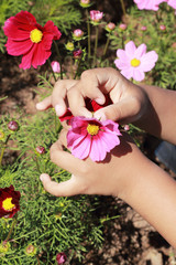 hand with pink cosmos flower