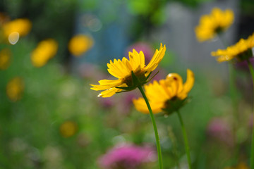Yellow daisies