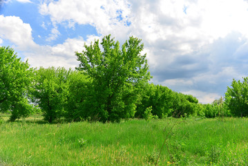 Beautiful trees