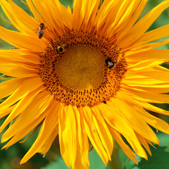 Beautiful sunflower