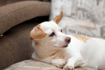 White dog on the couch