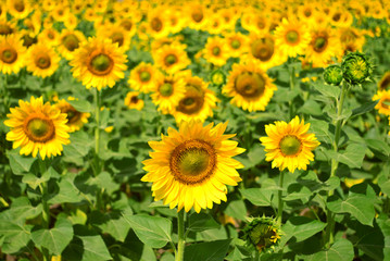 Beautiful sunflowers