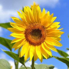 Obraz premium Sunflower