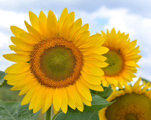 Naklejka premium Sunflower