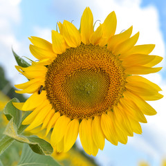 Naklejka premium Sunflower