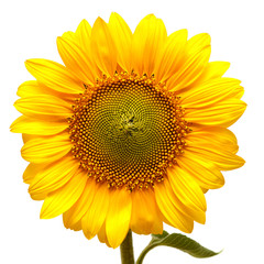 Naklejka premium Sunflower