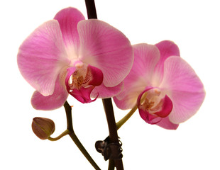 Purple orchid