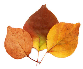 Three apricots autumn leaf