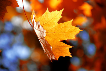 Maple leaf