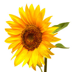 Naklejka premium Sunflower