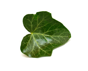 Obraz premium Single leaf