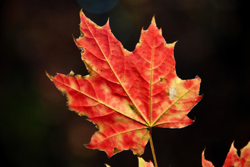 Red maple