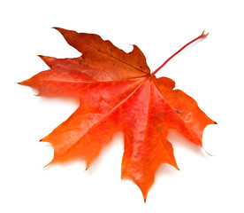 Red leaf