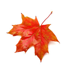 Red leaf