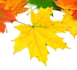 Autumn card