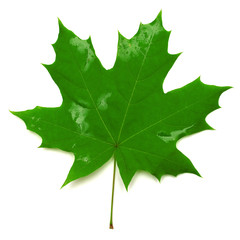 Green maple leaf