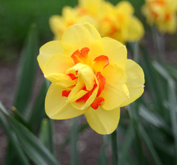 Obraz premium Narcissus
