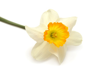 Narcissus