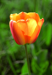 Yellow tulip