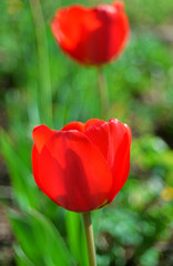 Fototapeta premium Red tulip