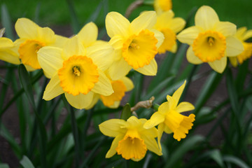 Narcissus