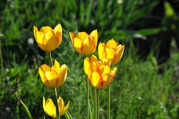 Yellow tulip