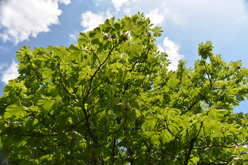 Blossoming chestnut