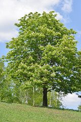 Fototapeta premium Blossoming chestnut