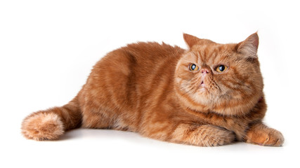 Red persian short hair cat isolated on white background.