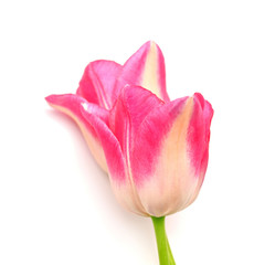 Pink tulips