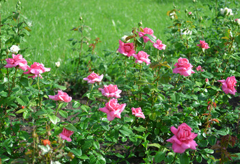 Fototapeta premium Pink rose