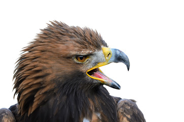 Golden Eagle