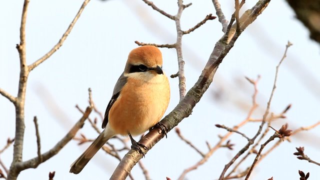 Bull-headed shrike (Lanius bucephalus) male in Japan