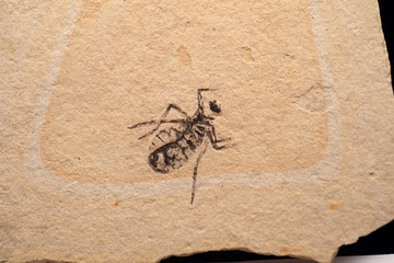 fossil of insect in Japan