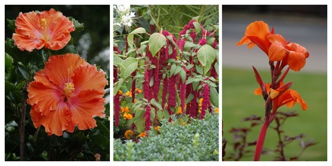 Amaranth und Hibiskus blühen im Botanischer Garten © alisseja