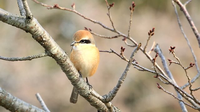 Bull-headed shrike (Lanius bucephalus) male in Japan