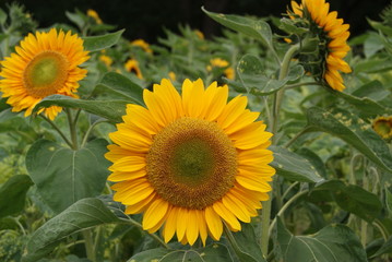 Tournesol