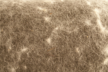 Blanket covered in cat hair
