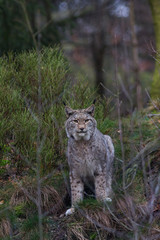 Luchs in seinem Lebensraum