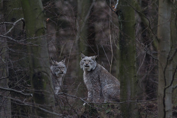 Luchs in seinem Lebensraum