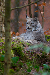 Luchs in seinem Lebensraum