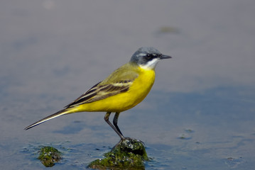 cutrettola capocenerino femmina (Motacilla flava cinereocapilla)
