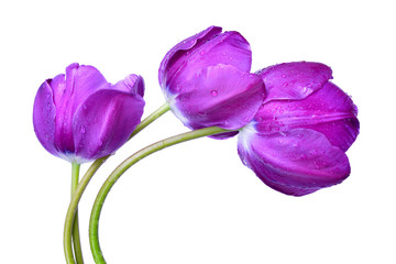 dewy purple tulips isolated on white background