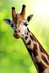 Crédence de cuisine en verre imprimé Girafe girafe