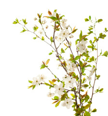 Obraz premium cherry in blossom isolated on white.